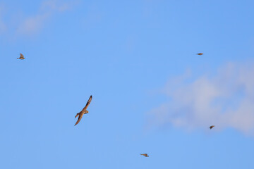 狩りのために飛翔する美しいチョウゲンボウ（ハヤブサ科）。

日本国神奈川県平塚市、岡崎耕地にて。
2023年12月17日撮影。

Beautiful Common Kestrel (Falco tinnunculus, family comprising falcons) in flight for hunting.

At Okazaki cultivated land, Hiratsuka, 