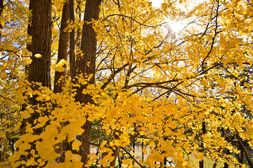 紅葉したイチョウ並木
