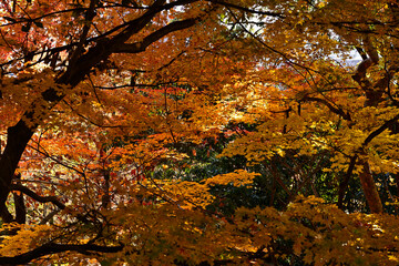 紅葉の美しい木々