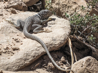 lizard on the stone