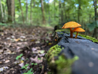 mushrooms in the forest