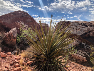 joshua tree national park