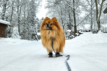 Cute fluffy pomeranian spitz dog on a winter walk on the leash with fancy fashionable pet shoes on paws