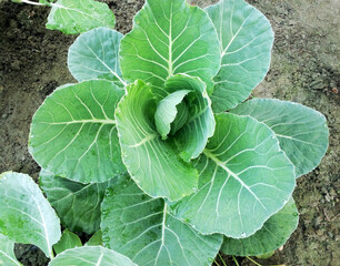Naklejka premium Cabbage seedlings in the garden