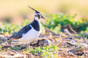 構造色が美しい田んぼの貴婦人ことタゲリ（チドリ科）。

日本国神奈川県平塚市、岡崎耕地にて。
2023年12月17日撮影。

Northern Lapwing (Vanellus vanellus, family comprising Charadriidae) the lady of the rice field with beautiful structural colors.

At Oka