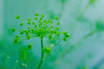 Dill inflorescence on the green blurred background, selective focus. Dill plant grow for publication, design, poster, calendar, post, screensaver, wallpaper, cover, website. High quality photo
