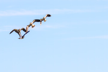 飛翔する構造色が美しい田んぼの貴婦人ことタゲリ（チドリ科）。

日本国神奈川県平塚市、岡崎耕地にて。
2023年12月17日撮影。

Northern Lapwing (Vanellus vanellus, family comprising Charadriidae) the lady of the rice field with beautiful structural colors in f