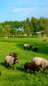 Sheeps grazing near traditional old country farm house in the museum village of Zaanse Schans, Netherlands. Camera pan