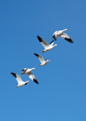 Snow geese flying against clear sky in Bosque del apache national refuge, Utah.