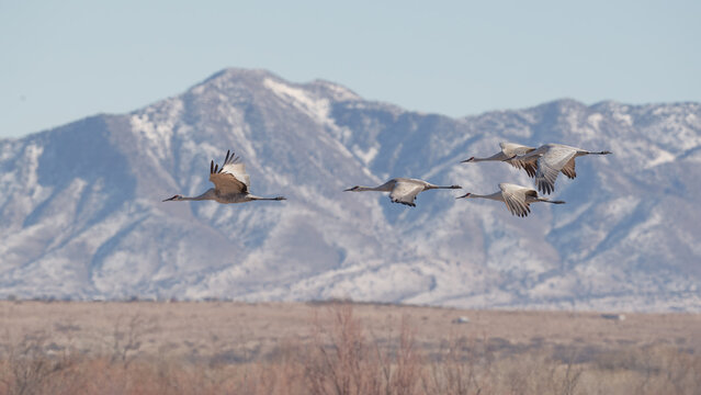 Sandhill Cranes flying against snowcapped mountain in Bosque del apache national refuge, Utah