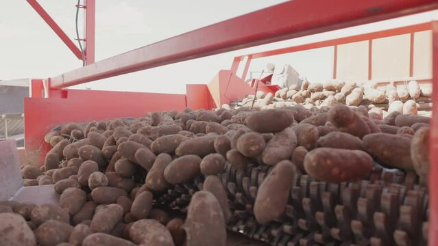 Flow of large muddy potatoes going through several stages of cleaning on different types of conveyors, processing of potato tubers in powerful harvester. High quality 4k footage