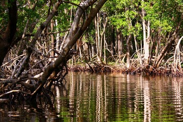 Mangrove swamp in the Florida Everglades 