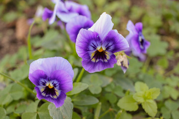 small, beautiful flowers in my garden