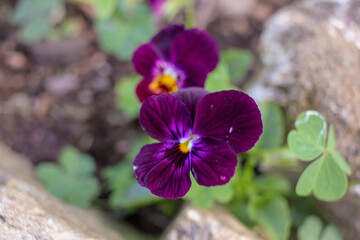 flowers blooming in my backyard