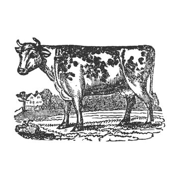 recommend clip art: Cow Illustration Clip Art Design Shape. Cattle Silhouette Icon Vector.