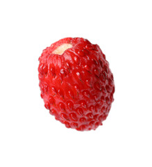 One ripe wild strawberry isolated on white