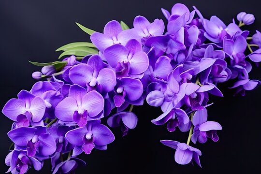 Close up of blue-purple Dendrobium or Orchid flower bouquet, isolated on white background. Side view of exotic flower branch.