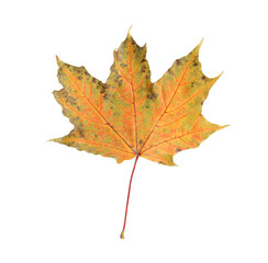 Obraz premium One maple leaf isolated on white. Autumn season