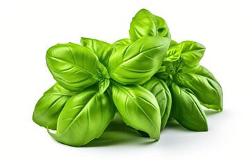 Fresh green basil leaves isolated on white background. - obrazy, fototapety, plakaty
