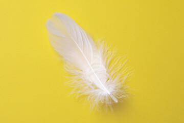 Fluffy white feather on yellow background, top view