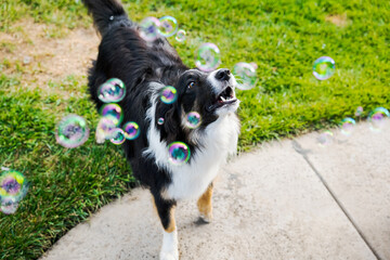 Happy joyful dog playing with bubbles in green grass