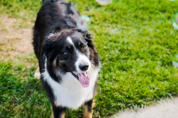 Happy joyful dog playing with bubbles in green grass