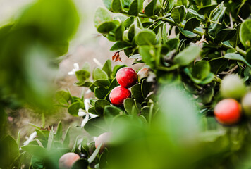 red berried growing on green plant with white flowers on coast of northern mexico