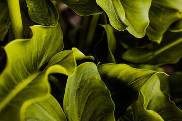 Lush green plant with contrast growing on the coast of northern mexico