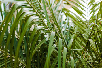 date palm fronds growing on the coast of northern mexico