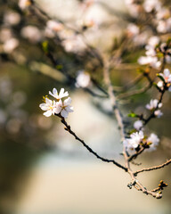 Cherry Blossoms