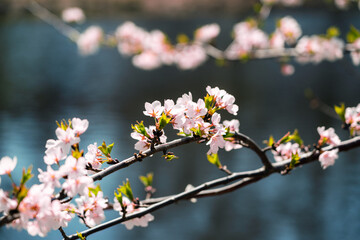 Cherry Blossoms