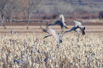 Sandhill Cranes landing on a corn field in Bosque del apache national refuge, Utah.