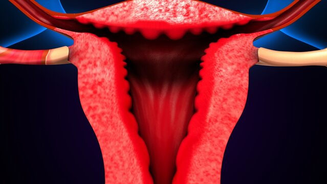 female reproductive, uterus system anatomy. 3d illustration 