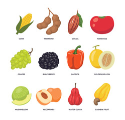 Set of different fruits and vegetables collection isolated on white background with corn, tamarind, cocoa, tomato, grapes, blackberry, paprica, golden melon, mushmelon, nectarine, water guava, cashew.