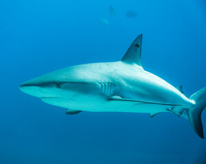 Caribbean Reef Shark