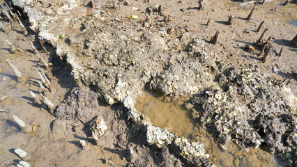 Coral Rocks Covered With Barnacles (Cirripedia) Muddy And Wet Area On The Coast Of Belo Laut, Indonesia