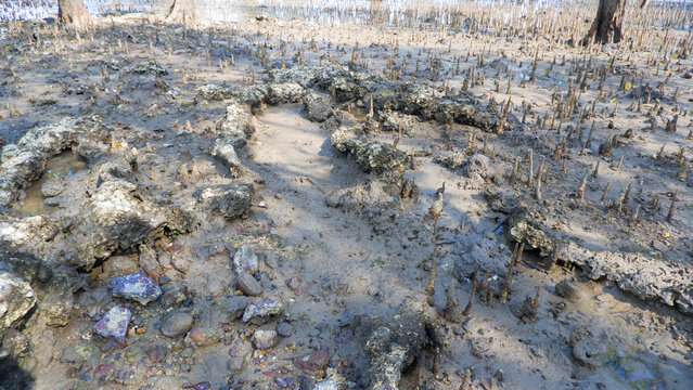 Muddy Rocks Covered With Barnacles (Cirripedia), Muddy Area On The Edge Of The Beach In Belo Laut Village, Indonesia