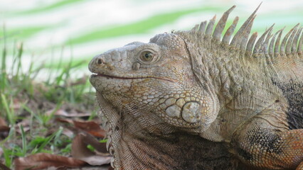 Iguana Primer plano 