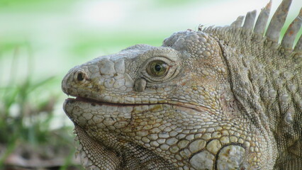 close up of iguana