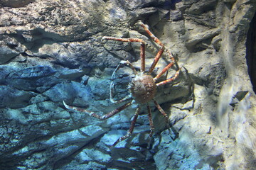 crab in aquarium