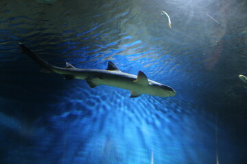 shark in aquarium