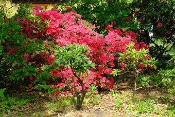 Fototapeta na wymiar Berlin Germany - Gardens of the World - Rhododendron indicum