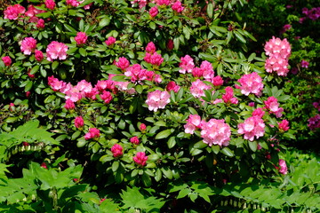 Berlin Germany - Gardens of the World - Azalea - Rhododendron Family