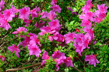 Obraz premium Berlin Germany - Gardens of the World - Azalea - Rhododendron Family