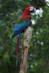 Close up the red macaw parrot bird in garden