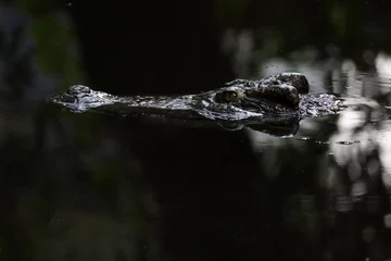 Foto op Plexiglas Close up head the crocodile on the blackriver © pumppump