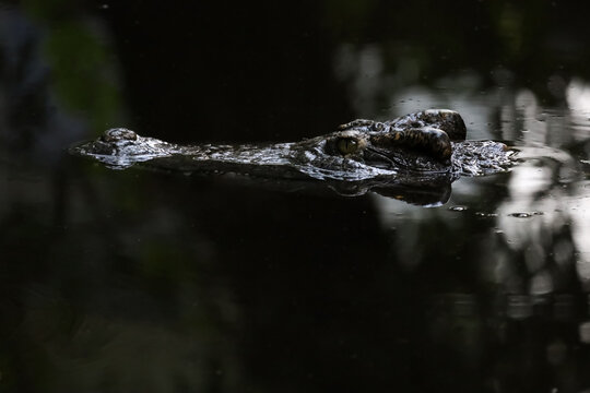 Close up head the crocodile on the blackriver
