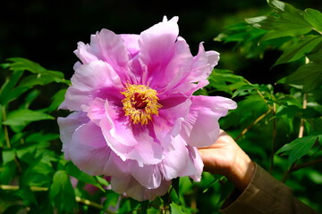 Berlin Germany - Gardens of the World - Flowering Peony - Paeony