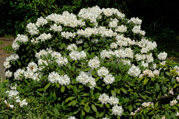 Berlin Germany - Gardens of the World - Rhododendron Persil