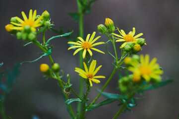 Yellow flowers of ragwort (Jacobaea vulgaris) plant close up. Blooming spring wallpaper.